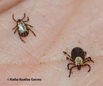 Pacific coast ticks, Dermacentor occidentalis. (Photo by Kathy Keatley Garvey)