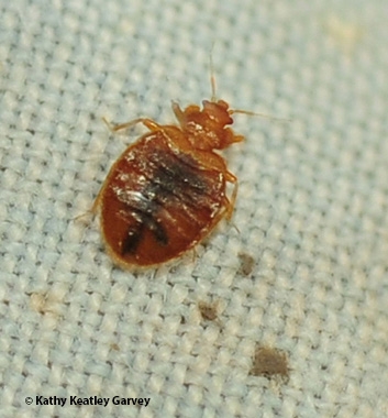 An engorged bed bug. (Photo by Kathy Keatley Garvey)
