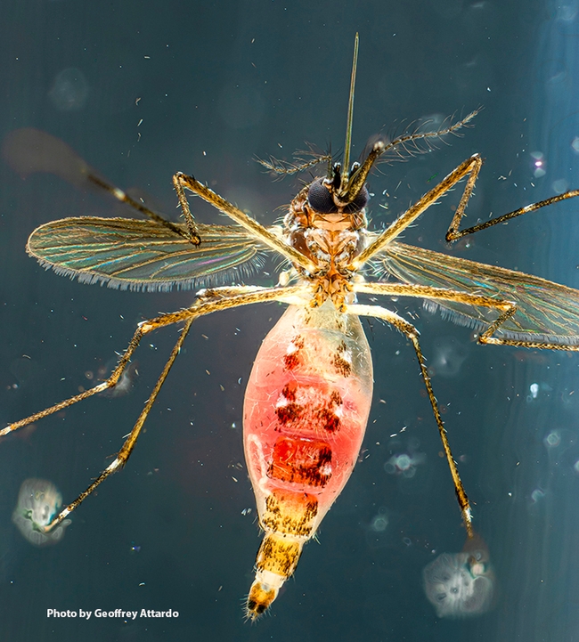 A blood-fed Aedes aegypti mosquito, photographed by medical entomologist/geneticist Geoffrey Attardo.
