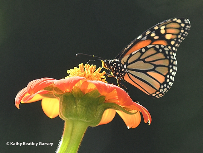 Bees are the most well known pollinators, but butterflies, including monarchs, are pollinators, too.  This monarch butterfly, sipping nectar in a Vacaville garden, came up with a head full of pollen. (Photo by Kathy Keatley Garvey)
