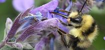 A plant-pollinator interaction: a black-tailed bumble bee, Bombus melanopygus, nectaring on lavender. (Photo by Kathy Keatley Garvey) for Bug Squad Blog