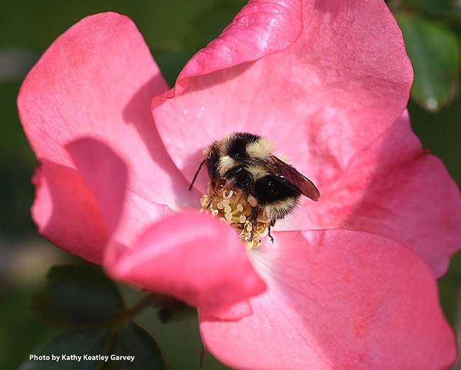 A black-tailed bumble bee, Bombus melanopygus, foraging on a rose in Benicia, Calif. (Photo by Kathy Keatley Garvey)