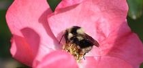 A black-tailed bumble bee, Bombus melanopygus, foraging on a rose in Benicia, Calif. (Photo by Kathy Keatley Garvey) for Bug Squad Blog