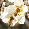 Honey bees foraging in almonds on the grounds of the Laidlaw facility. (Photo by Kathy Keatley Garvey)