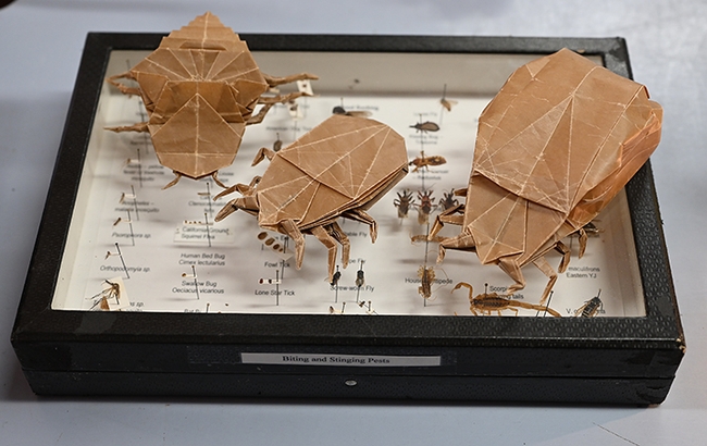 The origami sculptures by UC Davis alumnus Kevin Murakoshi include two ticks (one engorged) and a bedbug. (Photo by Kathy Keatley Garvey)
