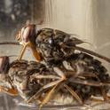Mating tsetse flies. (Photo by Geoffrey Attardo, UC Davis Department of Entomology and Nematology)