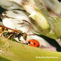 Paper wasp from the genus Mischocyttarus, goes head to head with a ladybug. (Photo by Kathy Keatley Garvey)
