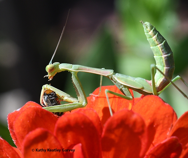 The praying mantis catches a bee. (Photo by Kathy Keatley Garvey)