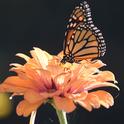 A migrating monarch butterfly finds nectar in a zinnia in a Vacaville pollinator garden. (Photo by Kathy Keatley Garvey)
