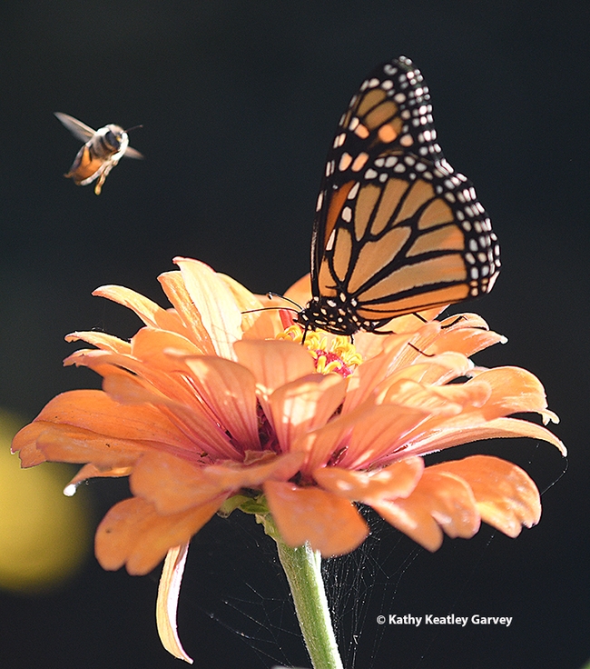 A honey bee wants nectar, too. (Photo by Kathy Keatley Garvey)