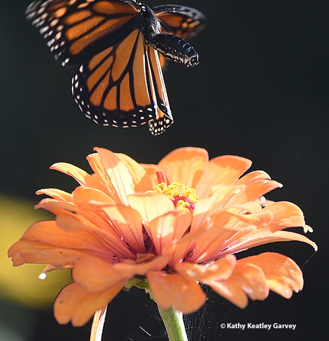 The monarch takes the hint. A bee wants that nectar. (Photo by Kathy Keatley Garvey)