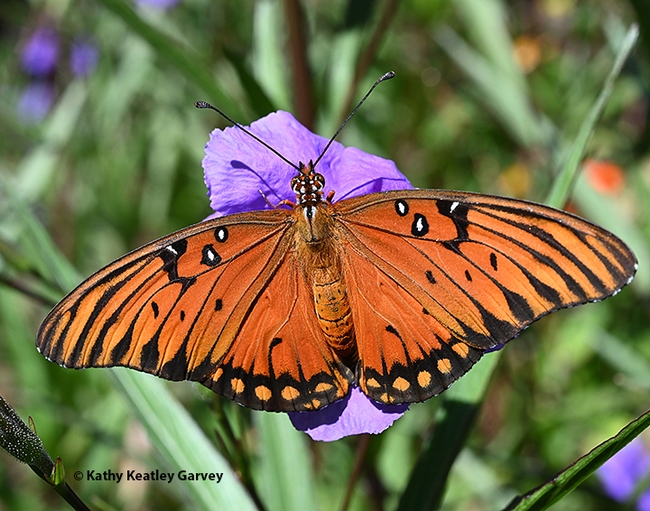 The adult Gulf Fritillary butterfly is a brilliant orange, with silver-spangled underwings. This one is nectaring on a Mexican petunia in a Vacaville garden. (Photo by Kathy Keatley Garvey)