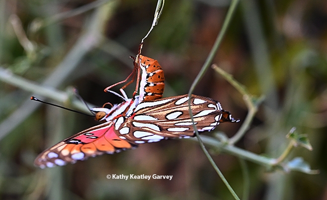 A Gulf Fritillary laying an egg on a tendril of a passionflower vine in a Vacaville garden. (Photo by Kathy Keatley Garvey)