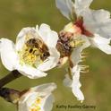 Honey bee foraging on almond blossoms on Valentine's Day. (Photo by Kathy Keatley Garvey)