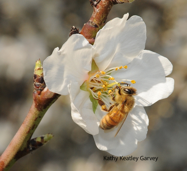 Honey bee working the blossoms on Valentine's Day. (Photo by Kathy Keatley Garvey)