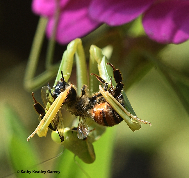 Death grip. With its two spiked forelegs, the praying mantis firmly grasps the honey bee. Photo by Kathy Keatley Garvey)