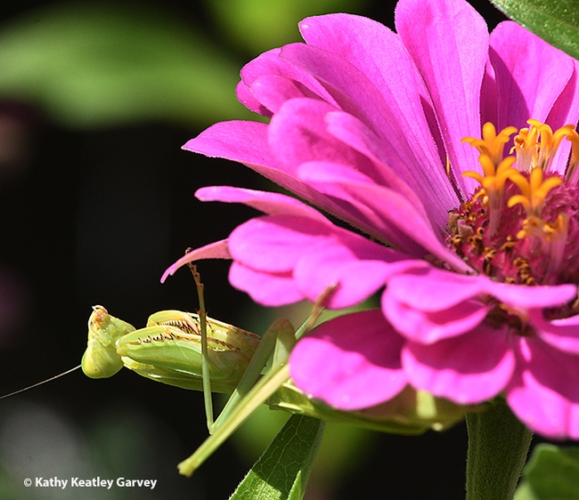 A praying mantis, Stagmomantis limbata, looking for prey in a Vacaville garden. It's hanging out on a zinnia. (Photo by Kathy Keatley Garvey)