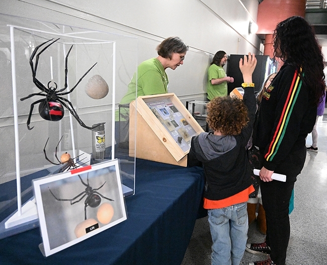 Professor, entomologist and UC Davis doctoral alumna Fran Keller, seen here in the Bohart Museum of Entomology, discusses black widow spiders during the 12th annual UC Davis Biodiversity Museum Day. (Photo by Kathy Keatley Garvey)