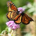Two migrating monarchs land on a butterfly bush in Vacaville, Calif. to sip some nectar. (Photo by Kathy Keatley Garvey)