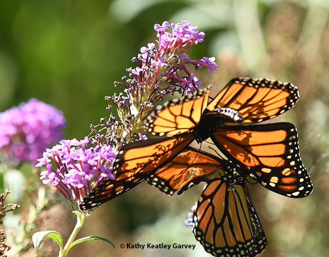 The monarchs engage in what appears to be a territorial battle. (Photo by Kathy Keatley Garvey)