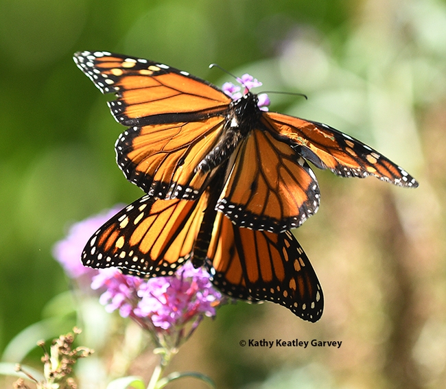 Wings up! The monarchs take flight. (Photo by Kathy Keatley Garvey)