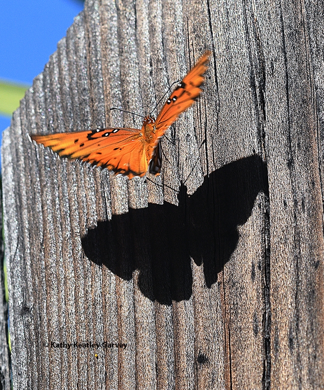 The Gulf Fritillary, a brightly colored orange and black butterfly, casts a distinctive shadow. (Photo by Kathy Keatley Garvey)