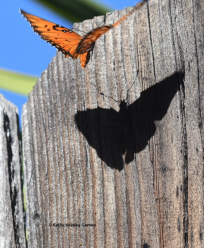Up and away...the butterfly and the shadow begin to vanish. (Photo by Kathy Keatley Garvey)