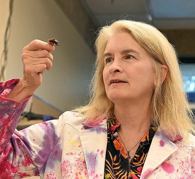 Aquatic entomologist Sharon Lawler examining a giant water bug. She retired from the UC Davis Department of Entomology and Nematology after a 28-year career. (Photo by Kathy Keatley Garvey)