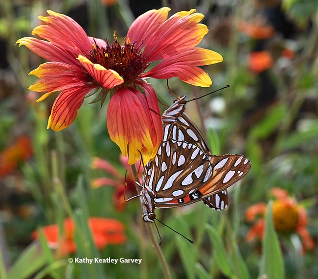 A two-headed butterfly? No, a male and female Gulf Fritillary, Agraulis vanillae, keeping busy on a Gaillardia or blanket flower. The butterflies are also known as 