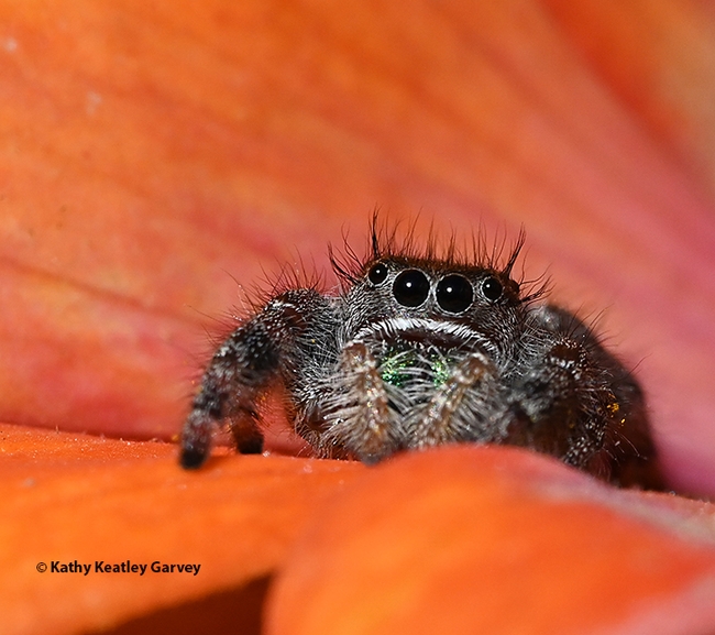 A jumping spider stares at the photographer. (Photo by Kathy Keatley Garvey)