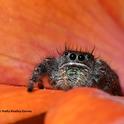 A jumping spider stares at the photographer. (Photo by Kathy Keatley Garvey)