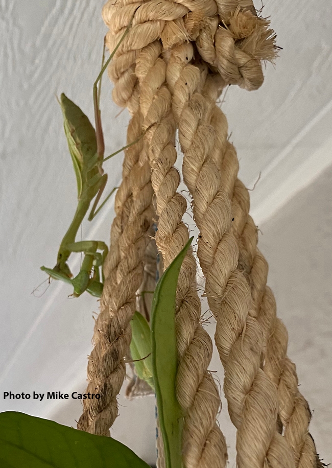 One praying mantis dominates her competitor.  (Cell phone image by Mike Castro)