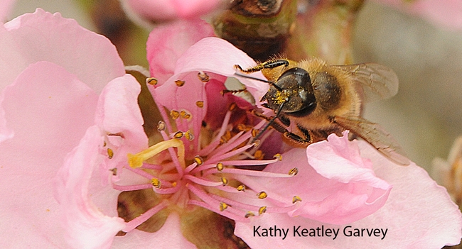 With a head dusted in pollen, a honey bee works the blossoms. (Photo by Kathy Keatley Garvey)