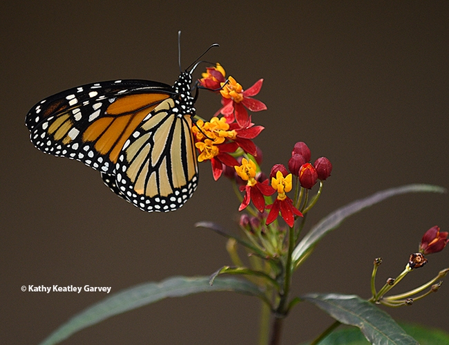 A female monarch butterfly sipping nectar from a tropical milkweed on Wednesday, Nov. 1 in a Vacaville garden. (Photo by Kathy Keatley Garvey)
