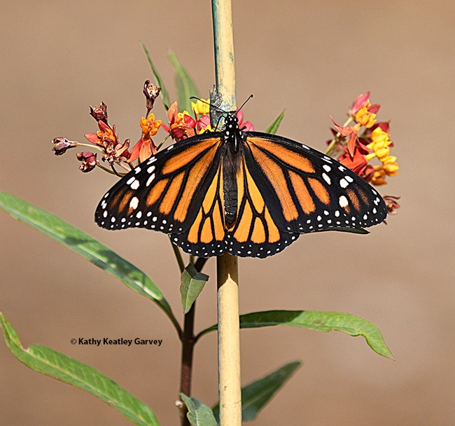 The female monarch spreads her wings. (Photo by Kathy Keatley Garvey)