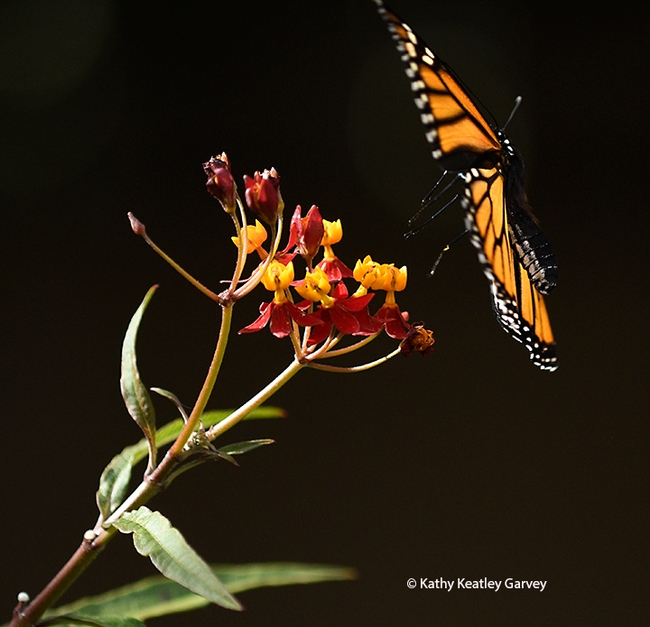 A little flight fuel and the monarch is off to an overwintering site along coastal California. (Photo by Kathy Keatley Garvey)