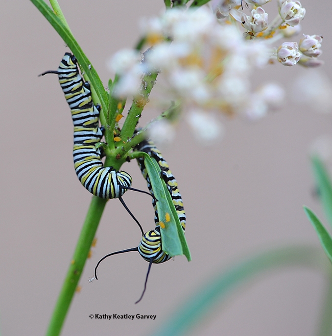 Two monarch caterpillars devouring the leaves of a narrowleafed milkweed, Asclepias fascicularis, in a Vacaville garden. (Photo by Kathy Keatley Garvey)