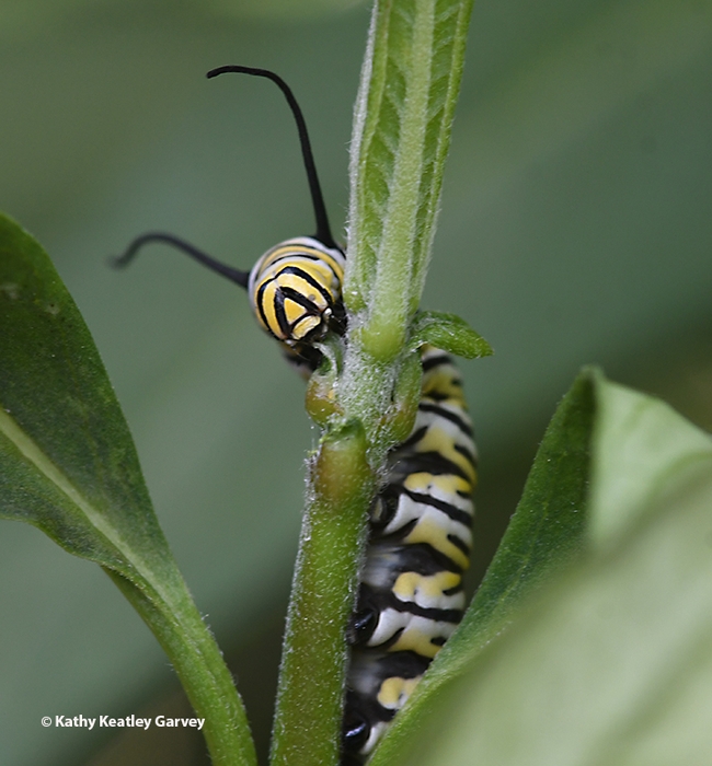 A very hungry caterpillar on milkweed in a Vacaville garden. (Photo by Kathy Keatley Garvey)