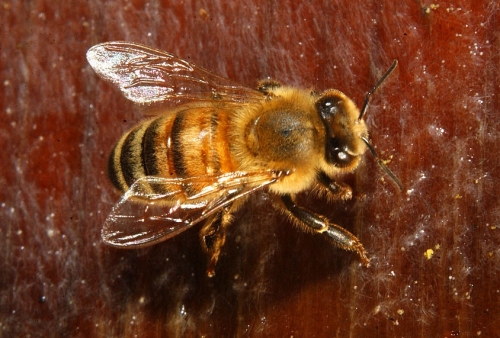 HONEY BEE--Close-up shot of a honey bee at the Harry Laidlaw Jr. Honey Bee Research Facility at UC Davis. (Photo by Kathy Keatley Garvey)