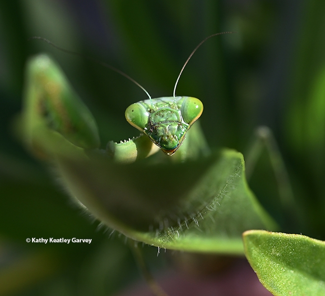 A female praying mantis, Stagmomantis limbata, ponders Daylight Savings Time. (Photo by Kathy Keatley Garvey)