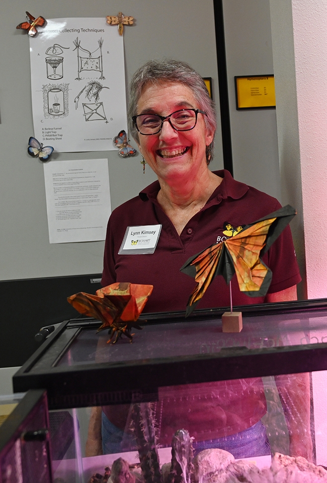 UC Davis distinguished professor Lynn Kimsey, director of the Bohart Museum of Entomology, with monarch origamis crafted by UC Davis alumnus Kevin Murakoshi. (Photo by Kathy Keatley Garvey)