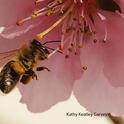 Honey bee packing pollen while foraging on a nectarine blossom. (Photo by Kathy Keatley Garvey