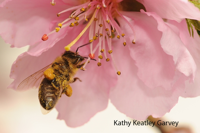 Honey bee pauses to clean her tongue. (Photo by Kathy Keatley Garvey)