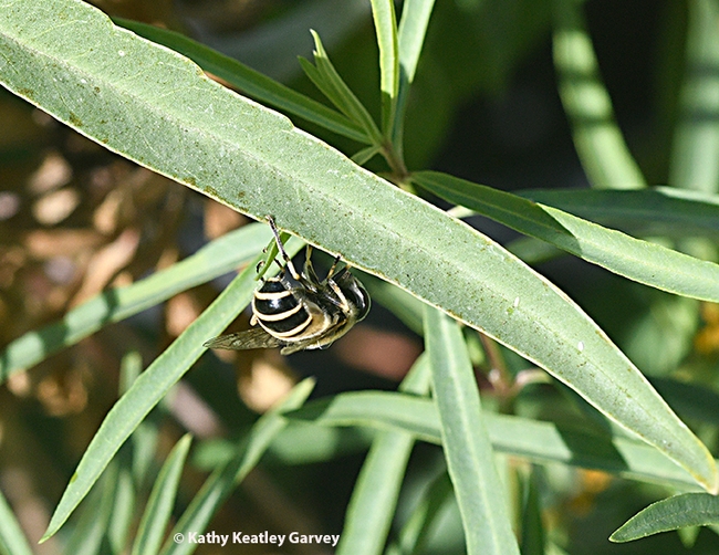 The syprhid fly senses danger and slips under a leaf. (Photo by Kathy Keatley Garvey)