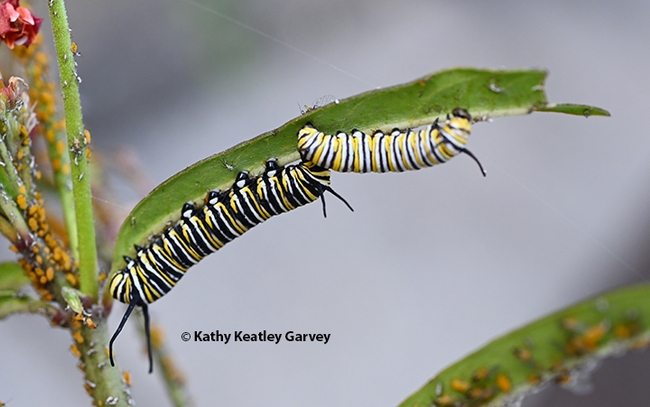 Two monarch caterpillars sharing a milkweed leaf. This image was taken Nov. 15, 2023 in a Vacaville garden. (Photo by Kathy Keatley Garvey)