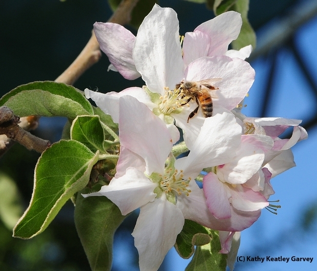 A honey bee pollinating an apple blossom. (Photo by Kathy Keatley Garvey)