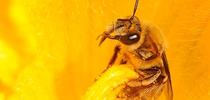 The squash bee,  Peponapis pruinosa, pollinating a squash. (Photo by Kathy Keatley Garvey) for Bug Squad Blog
