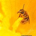 The squash bee,  Peponapis pruinosa, pollinating a squash. (Photo by Kathy Keatley Garvey)