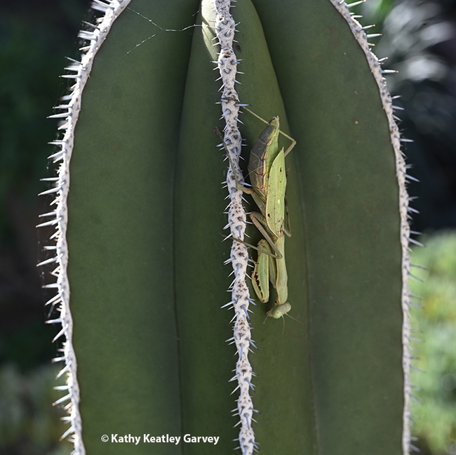 A female praying mantis, Stagmomantis limbata, rests on a cactus in Vacaville. She's the last of the season. (Photo by Kathy Keatley Garvey)