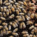 Honey bees at work in the hive. (Photo by Kathy Keatley Garvey)